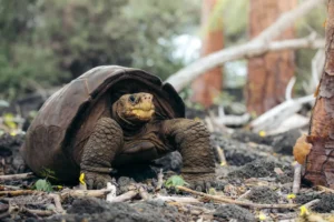 Fernanda, the iconic sole-known tortoise from Fernandina, symbolizes ongoing efforts to conserve the extraordinary biodiversity of the Galápagos Islands. Currently under strict care at the Fausto Llerena Breeding Center on Santa Cruz Island.