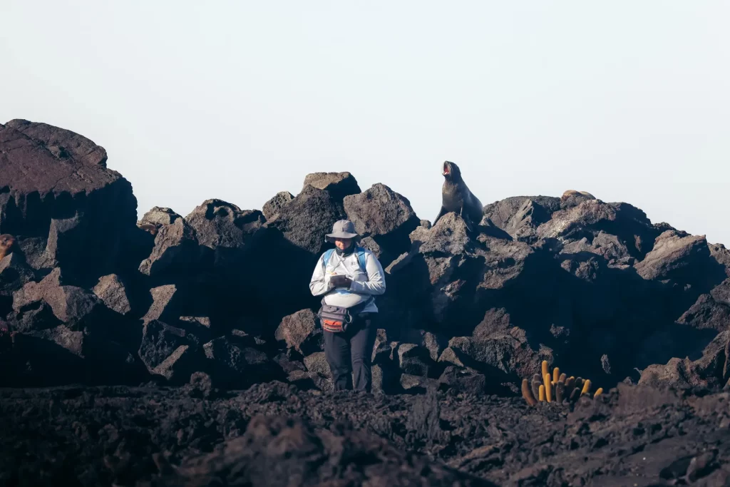 Scientist Marjorie Riofrío conducts pinniped monitoring on Cabo Hammond, Fernandina Island. A lava cactus stands prominently beside her, while in the background, a fur seal emits its characteristic vocalization.