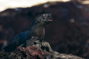 A Galapagos fur seal next to a marine iguana on Fernandina Island exemplifies the islands' unique biodiversity.