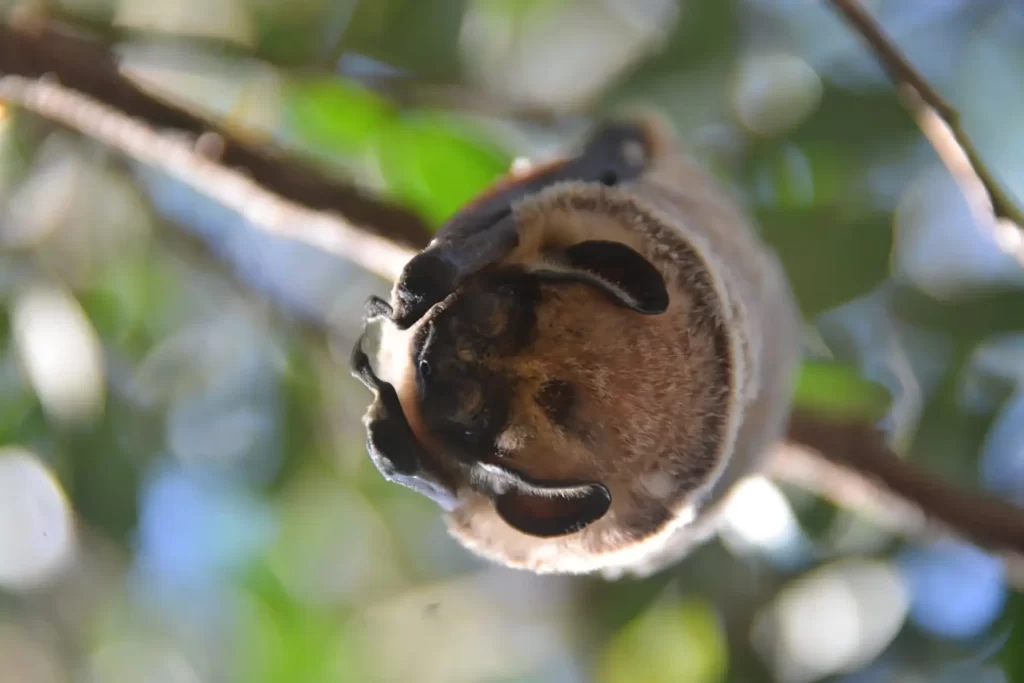 Galápagos bat resting on a branch. Its nocturnal activity and density are influenced by the seasonal availability of insects, its main food source, and vary according to habitat.