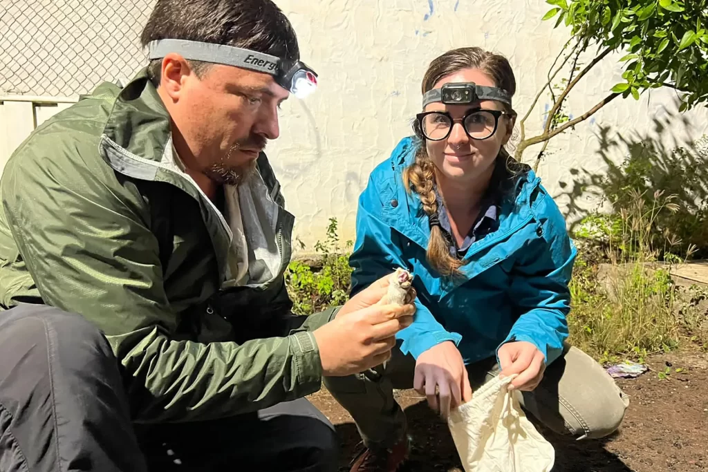 Researchers fitting transmitters to a Galápagos bat to better understand its habits and resting places, providing a unique perspective on its behavior. 