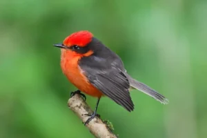 The Vermilion Flycatcher (Pyrocephalus nanus), an endemic species of the Galápagos islands, captured in its natural habitat.