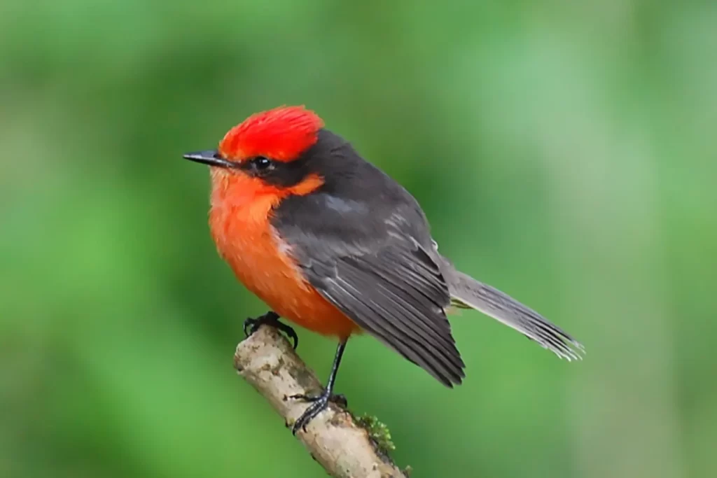 The Vermilion Flycatcher (Pyrocephalus nanus), an endemic species of the Galápagos islands, captured in its natural habitat.