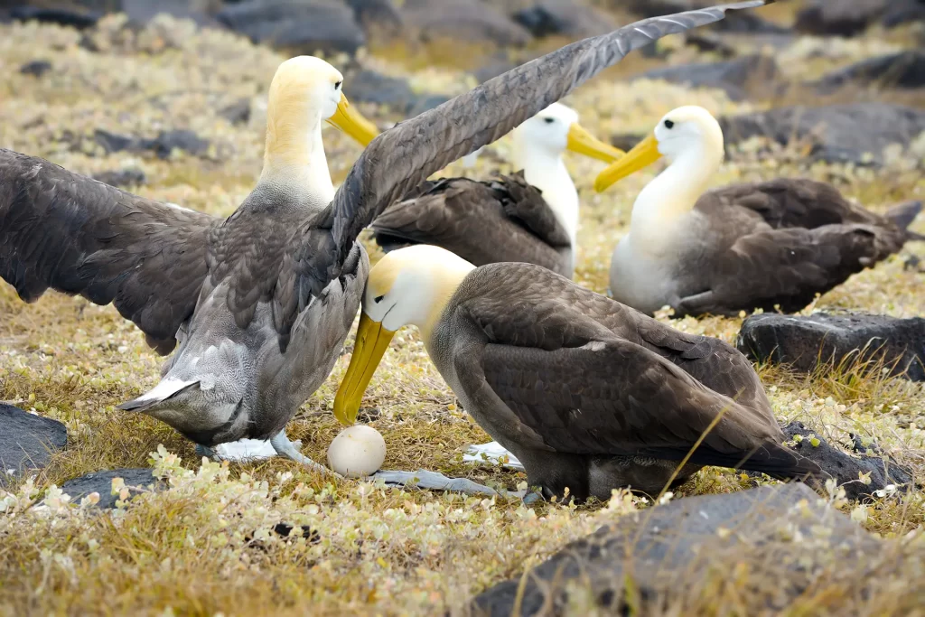 A devoted albatross couple carefully tends to their nest, showcasing the species' profound commitment to their offspring.