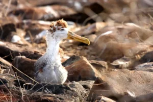 A juvenile albatross sheds its chick plumage and emerges as a fledgling.