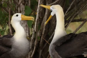 In a mesmerizing mating ritual, the male displays his open beak while the receptive female signals the onset of the breeding season on Española Island.