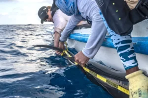 Experts took measurements of the shark at the exact moment of its discovery.