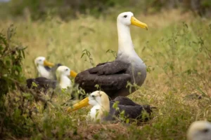 A group of waved albatrosses, endemic birds of the Galápagos, returns annually to their nesting colonies on Española to breed and start a new generation.