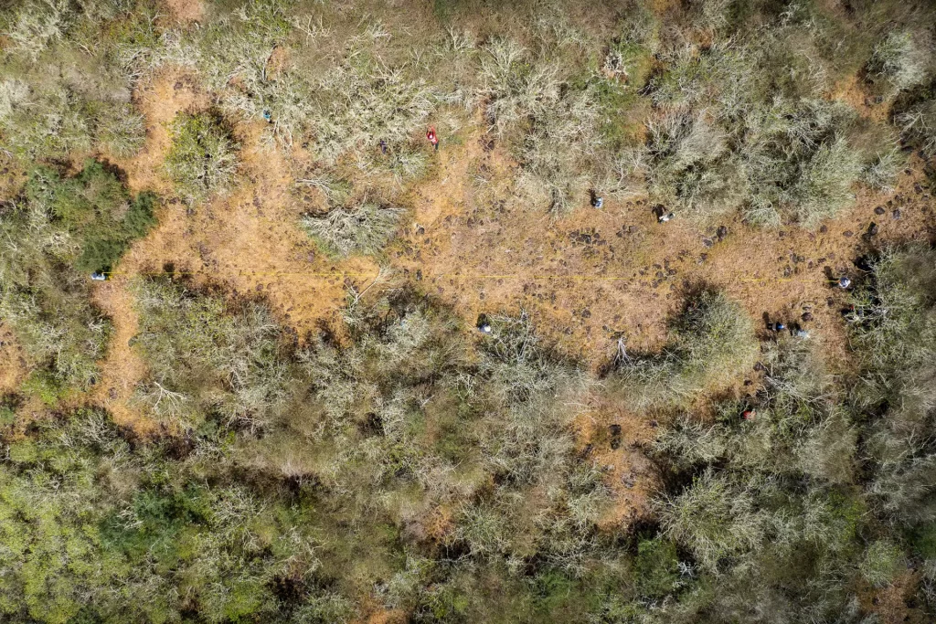 Aerial view of the clearing process of one of the 33-foot wide and 164-foot long runways that the albatrosses will use.