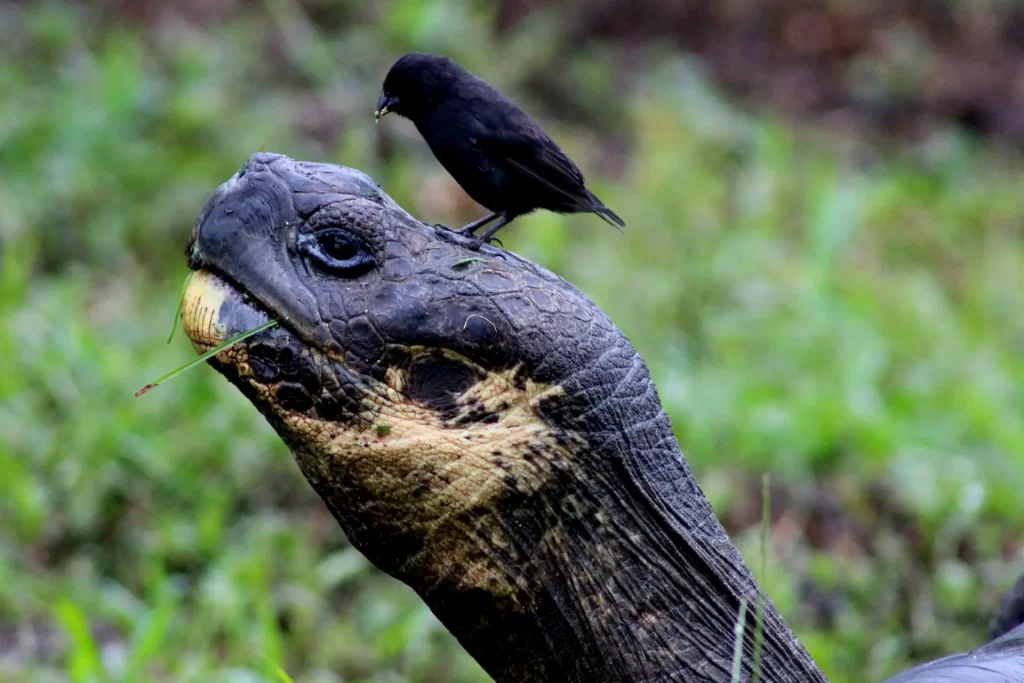 A finch rests atop the head of a giant tortoise, showcasing a perfect example of natural coexistence.