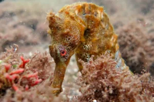 A seahorse feeds, revealing the exquisite beauty and delicacy of marine life.