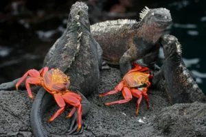 Marine iguanas and Sally lightfoot crabs share the rocks, showcasing peaceful species interaction in their habitat.