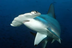 A hammerhead shark at Darwin Island captivates with its gaze in the ocean's depths.