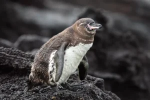 A Galápagos penguin, an endemic species of the archipelago, peacefully rests on the rocks.