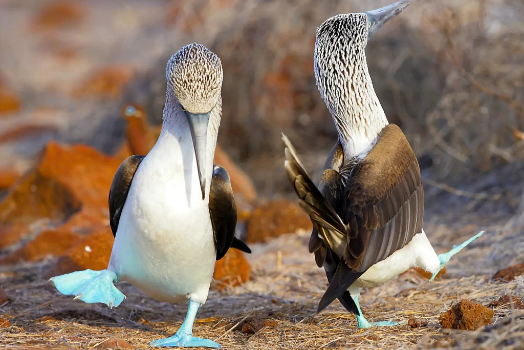 Two blue-footed boobies dance, offering a captivating glimpse into the wildlife of the Galápagos. 