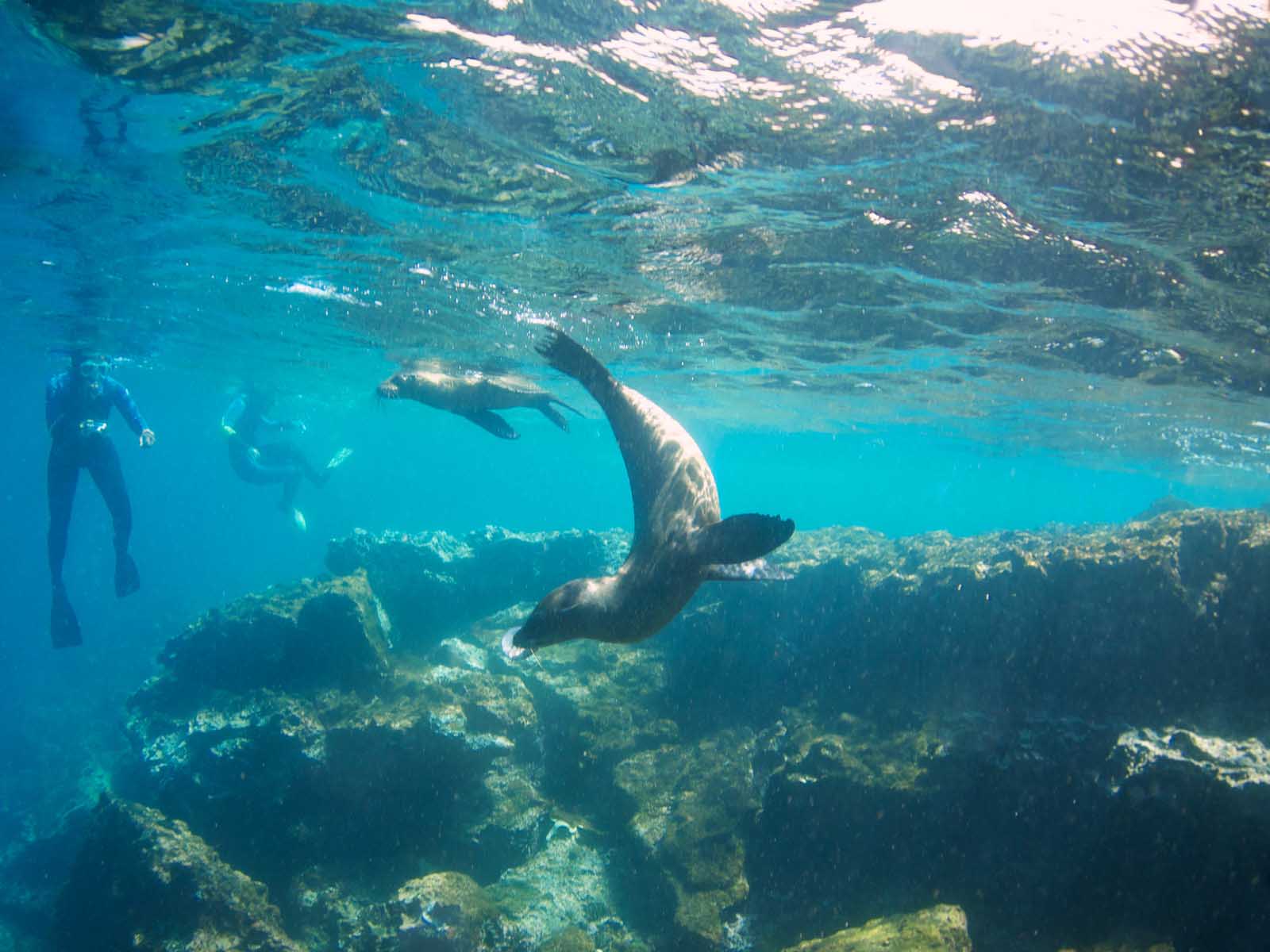 Sea Lions Play with Snorkelers | Galapagos Island Tour