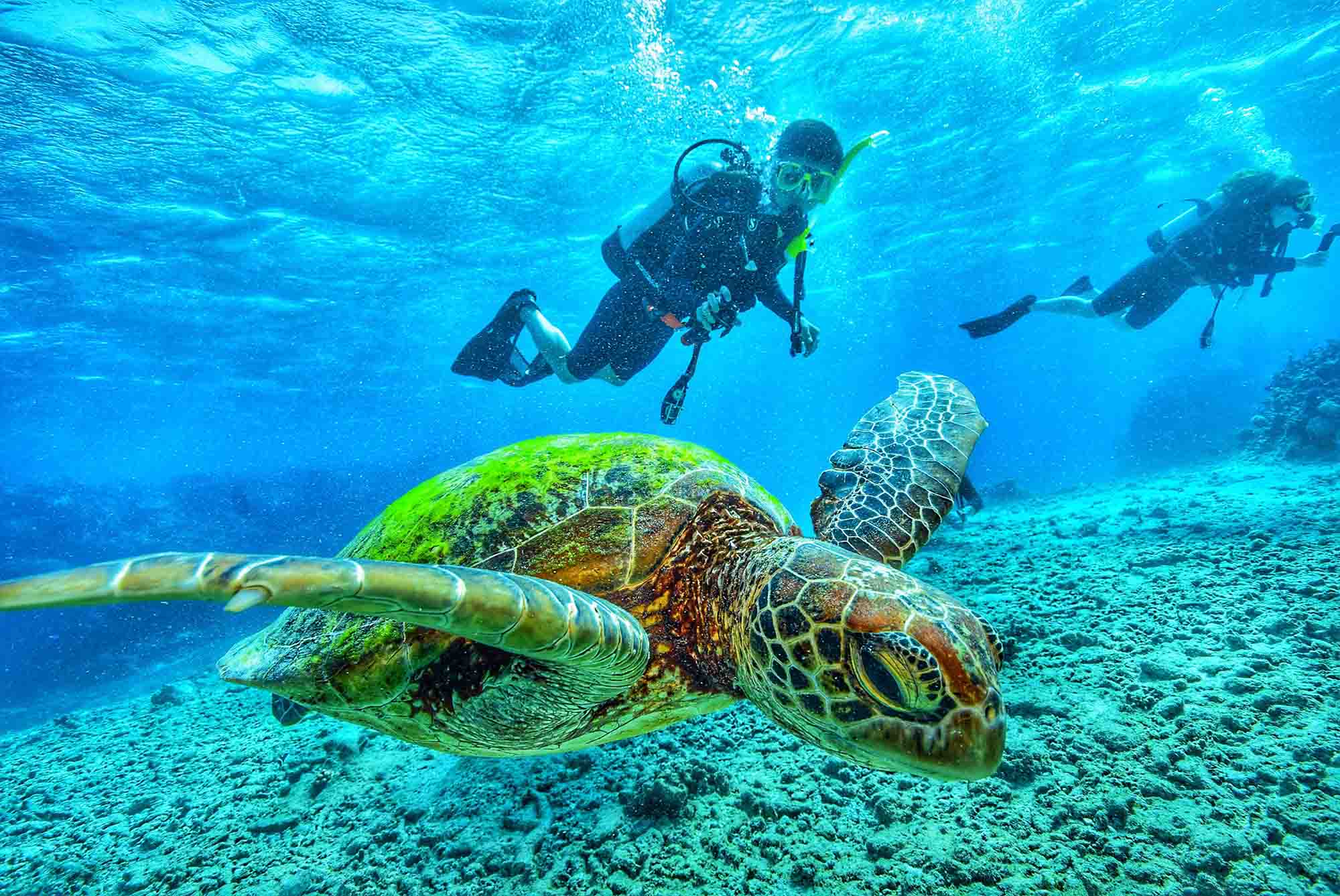 Galapagos Diving