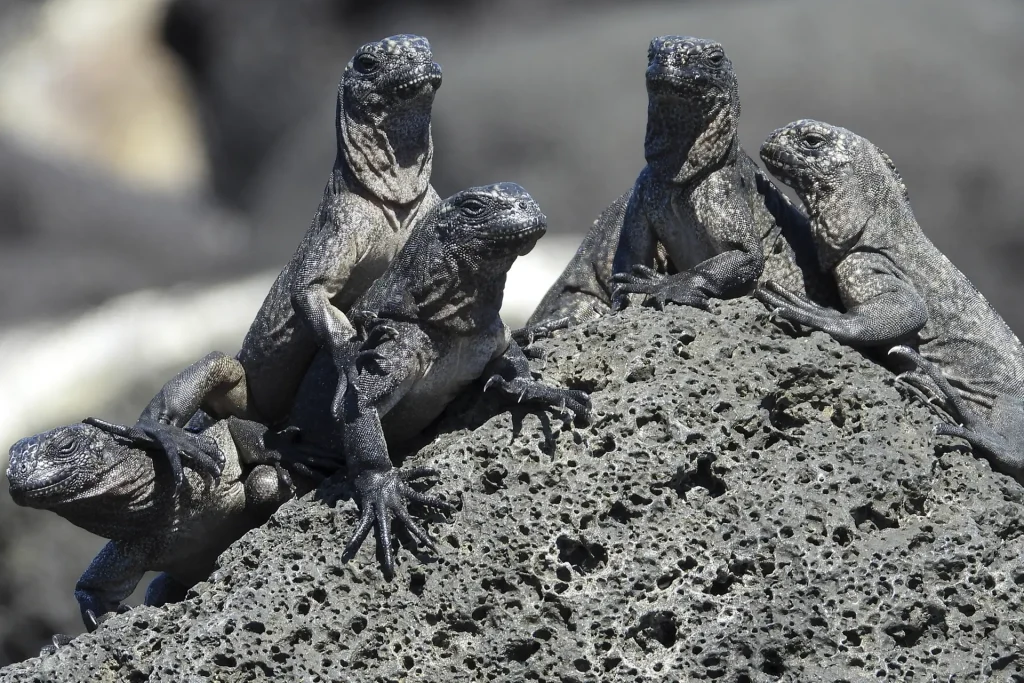 A group of juvenile marine iguanas vying for space under the sun.