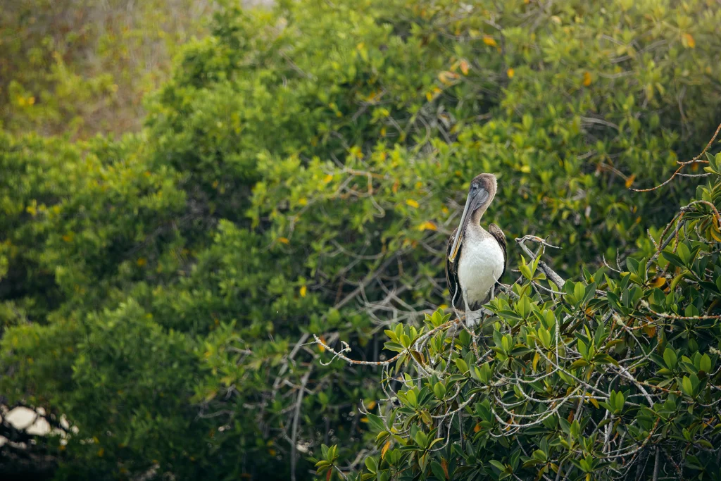 A pelican in the mangroves of Playa Tortuga Bay, Santa Cruz, Galápagos