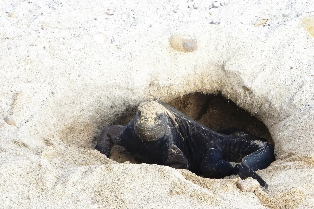 Female marine iguana emerging from the sand during nesting season.