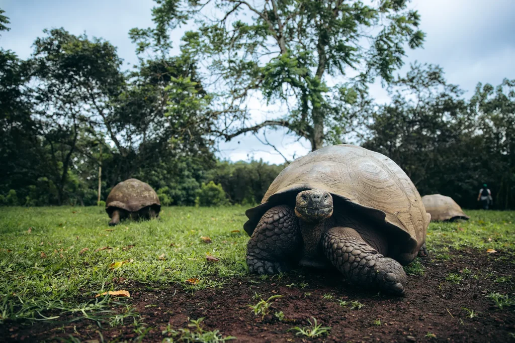 Iconic giant tortoises | Highlands | Santa Cruz Island | Galapagos