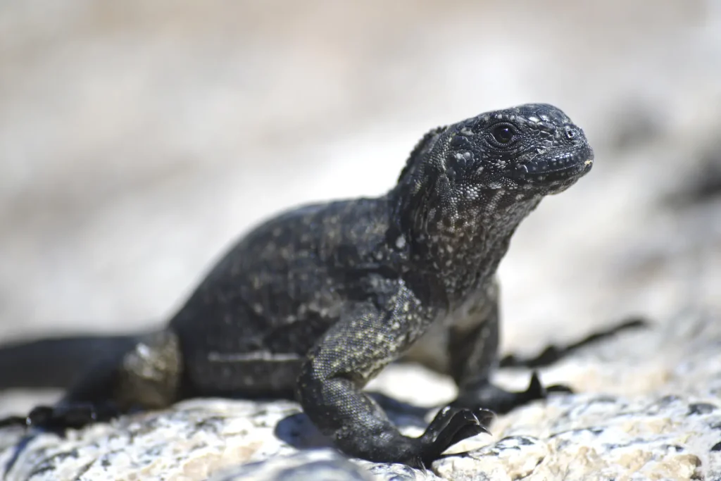 Juvenile marine iguana, an endemic species of the Galápagos archipelago.