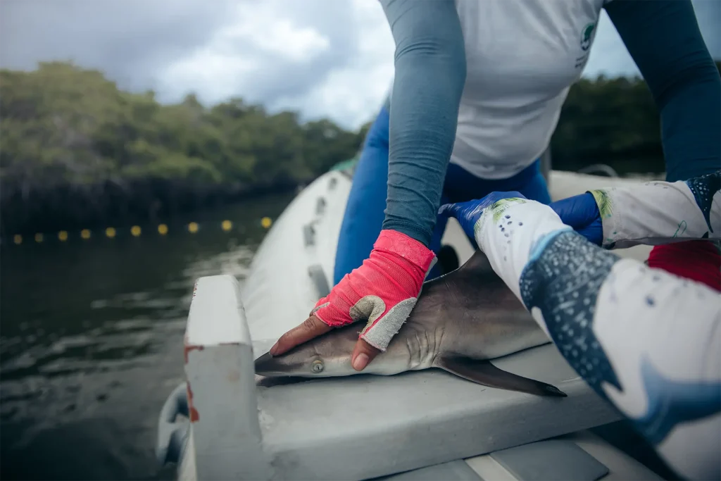 Morphological measurement of a blacktip shark by the Galapagos National Park Directorate team.