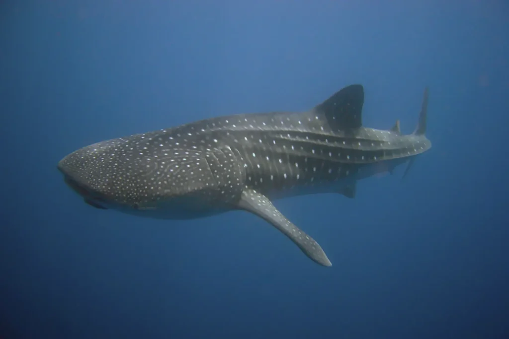 Sighting of the majestic whale shark in the Galapagos Marine Reserve