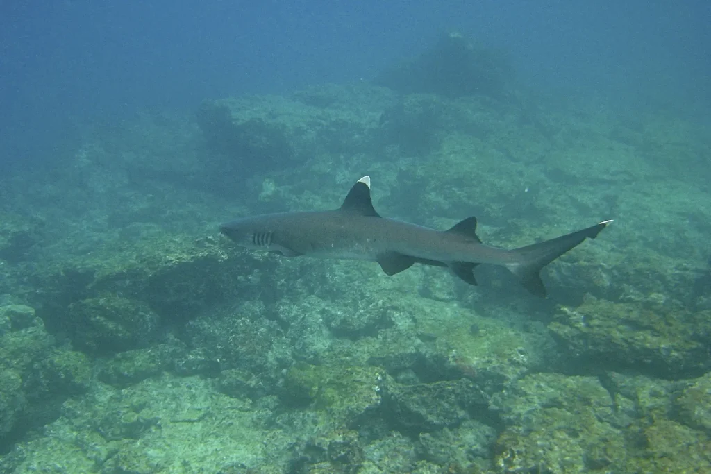 Whitetip reef shark swimming on rocky seabed in the Galapagos Islands.