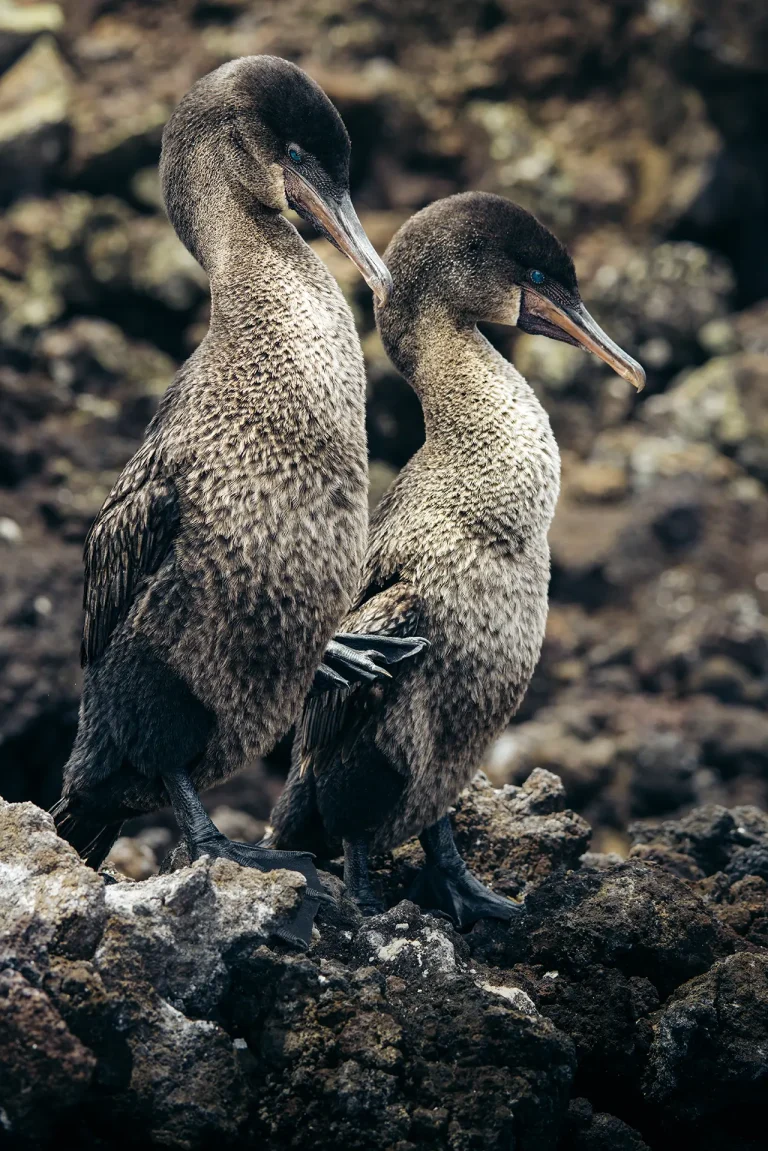 A pair of flightless cormorants in the Galapagos