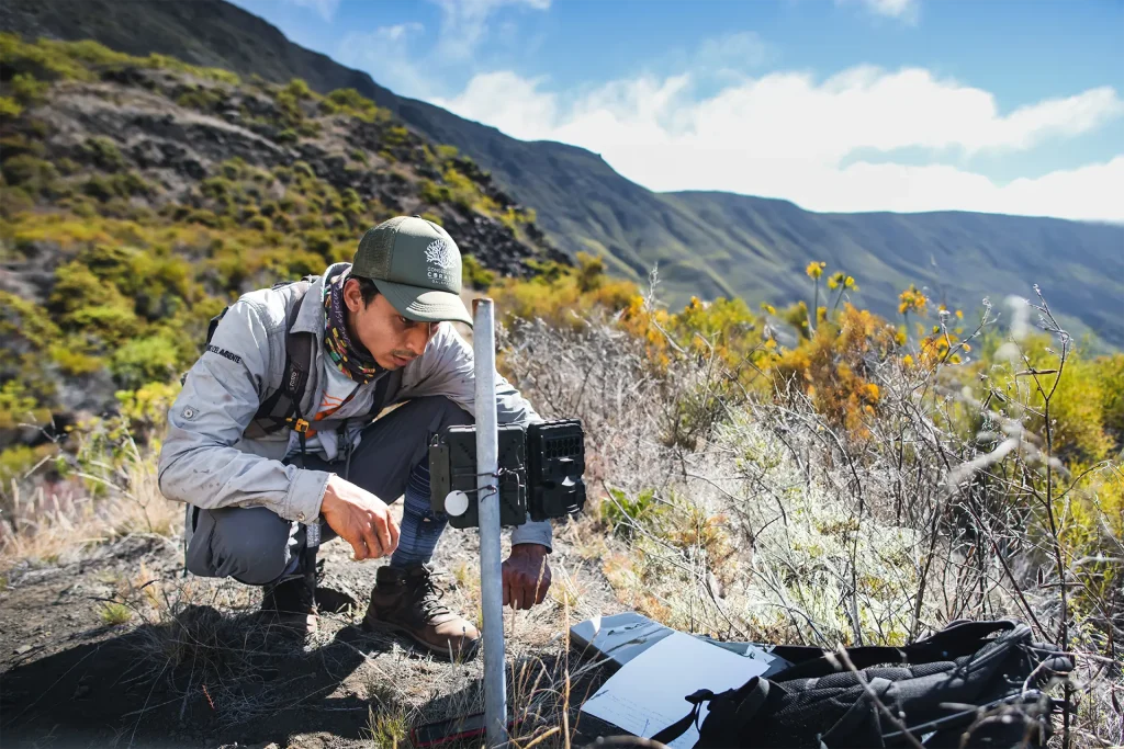 Adrián Cueva, Conservation Technician at Galápagos Conservancy, checks the trail camera and replaces memory cards