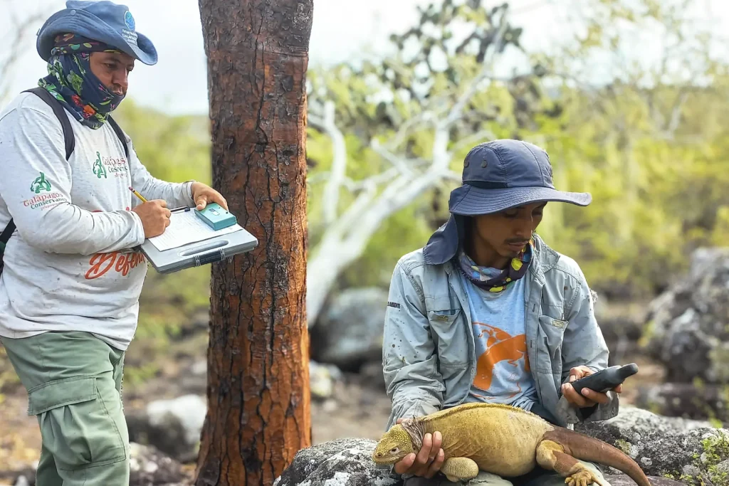 Park ranger Fredy Azuero and Adrián Cueva with a Santa Fe land iguana (Conolophus pallidus)