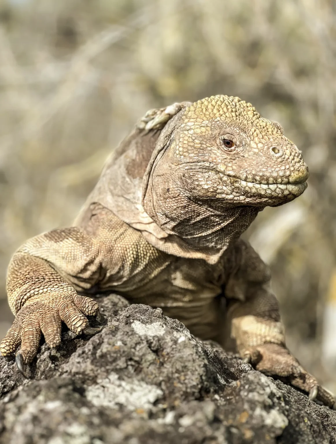 Santa Fe land iguana (Conolophus pallidus) 