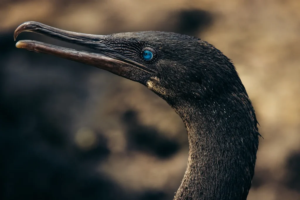 The eyes of the flightless cormorant