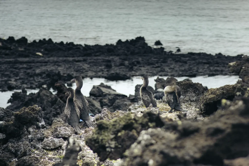 Two pairs of cormorants, Isabela Island. 