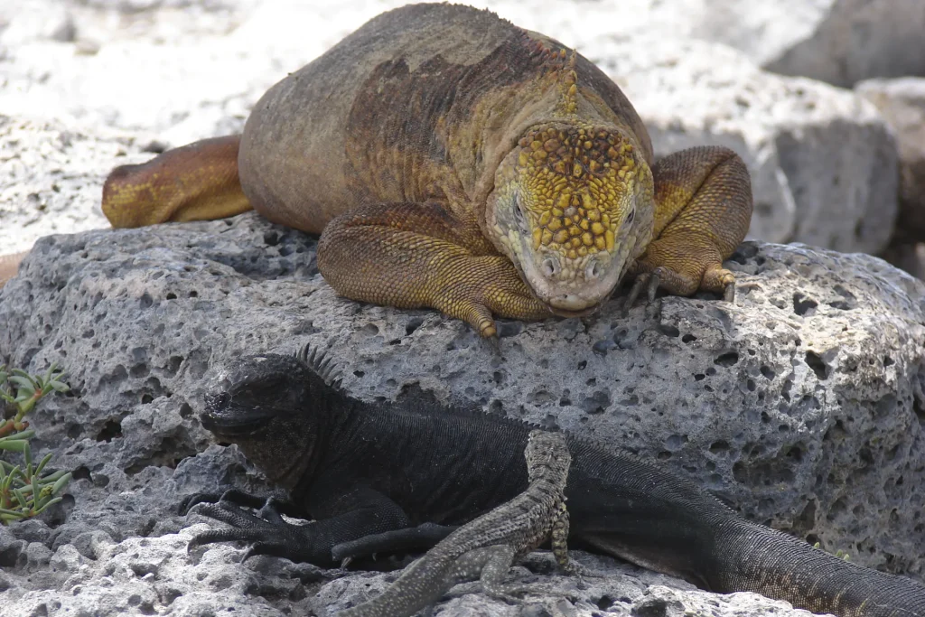 An adult yellow land iguana, a juvenile marine iguana and a lava lizard, Galápagos