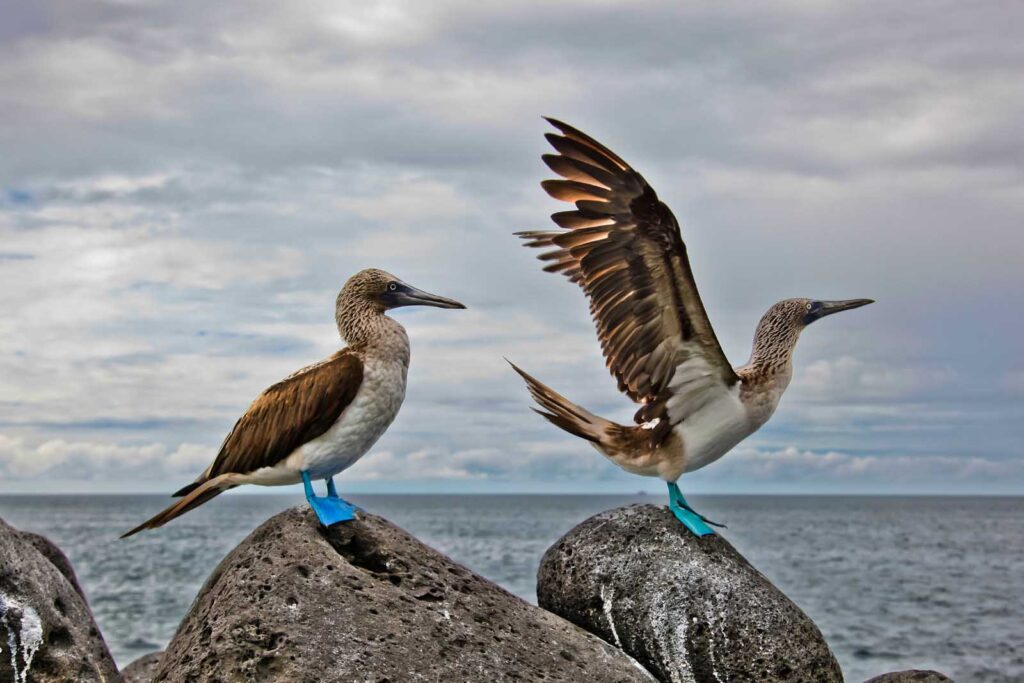 Blue footed booby