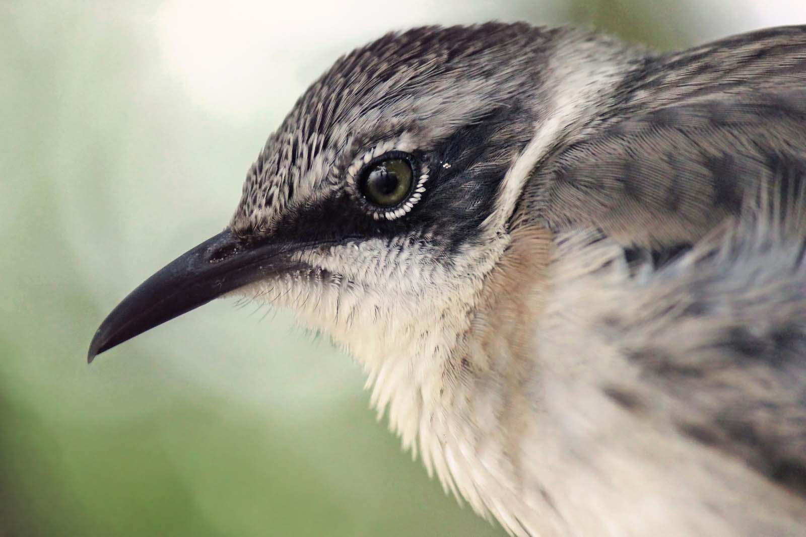 Darwin's Finch