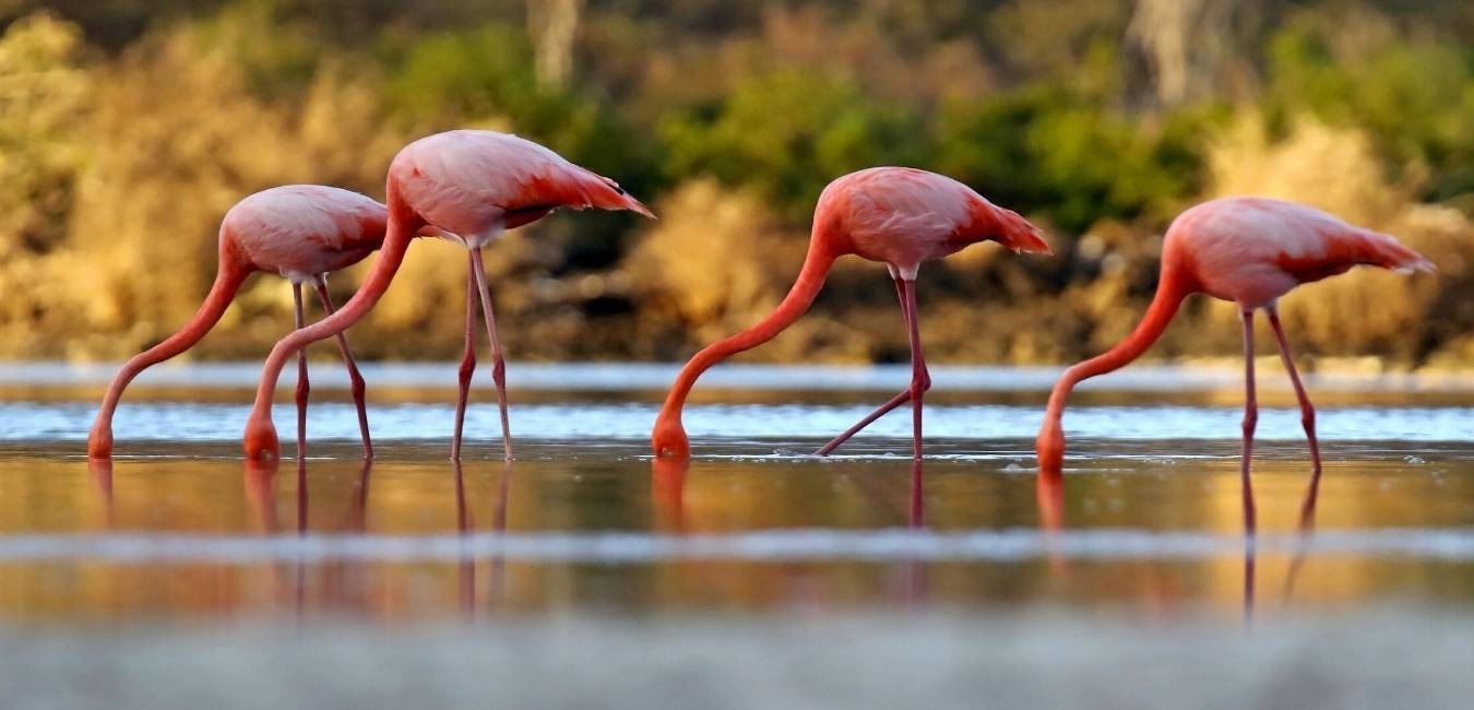 Flamingo lake