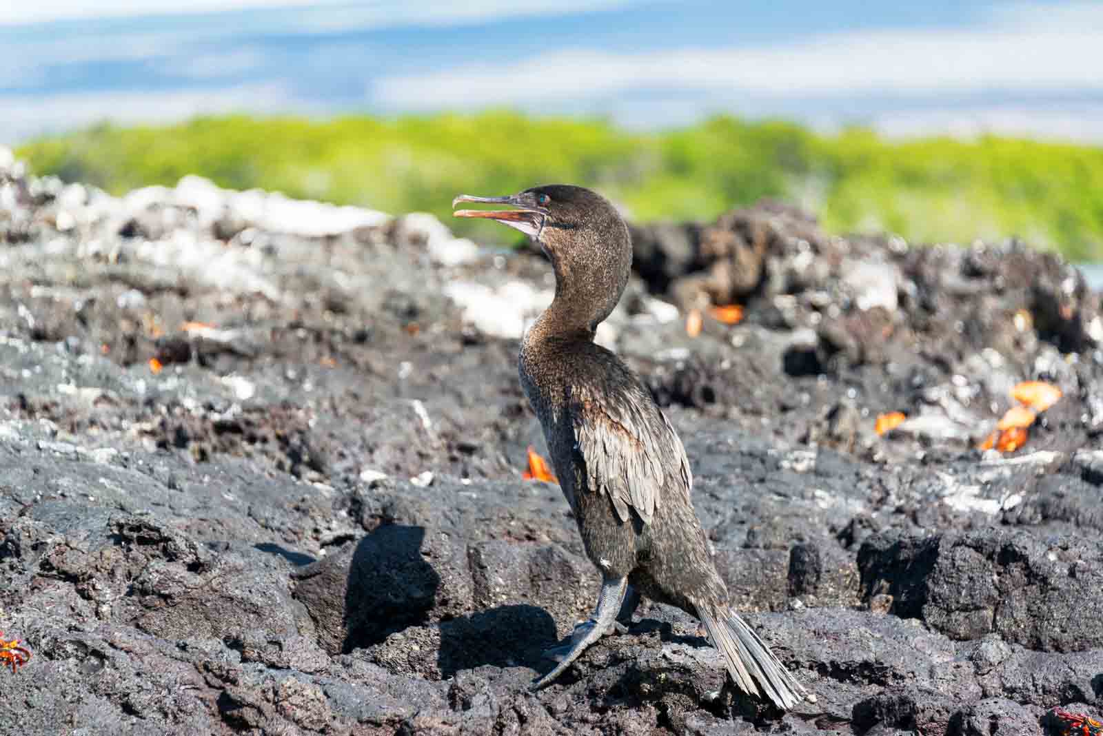 Flightless Cormorant in Galapagos