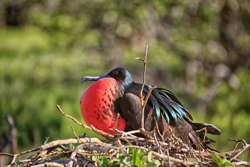 Male Great Frigatebird - North Seymour Island, Galapagos