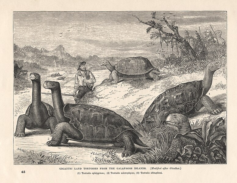 Galapagos Giant Tortoise