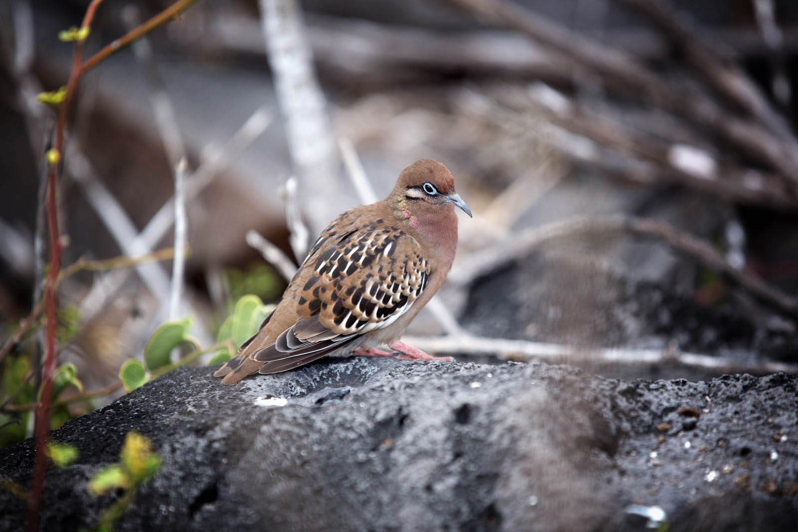 Galapagos dove