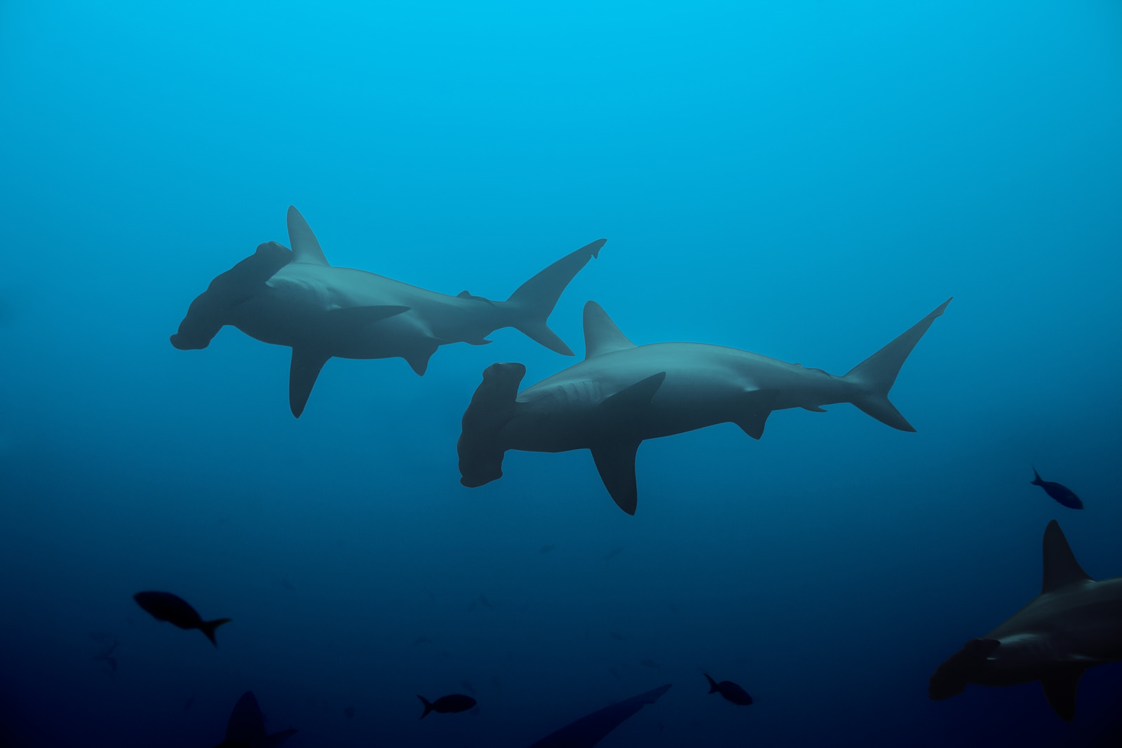 hammerhead sharks in the blue waters