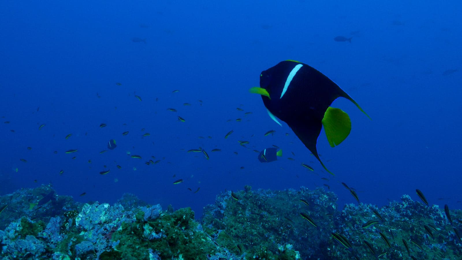 King angelfish | Galapagos