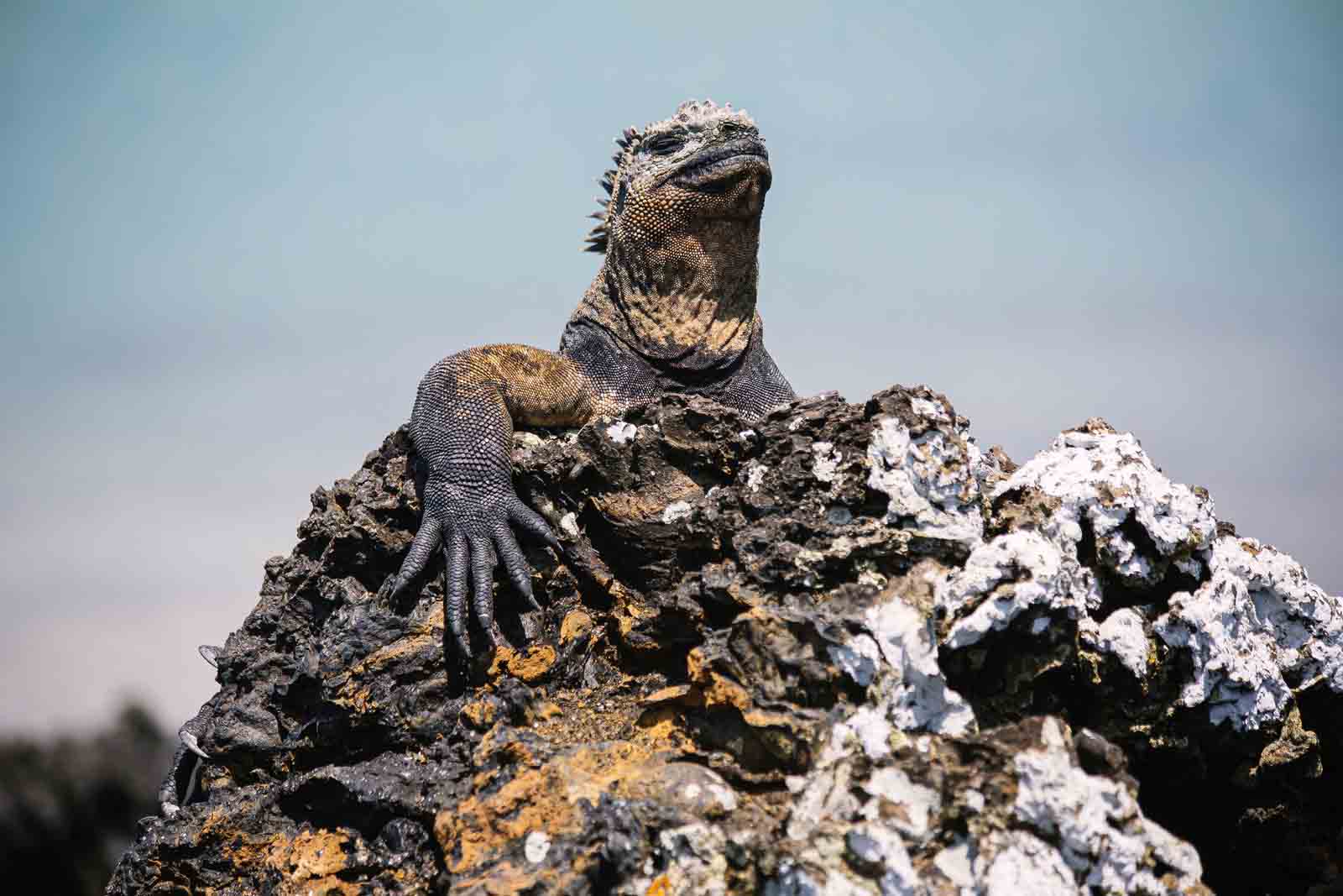 Galapagos marine iguana, Tintoreras