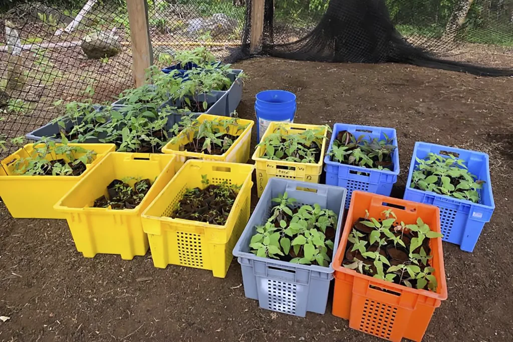 Native plants from the Galápagos National Park Directorate