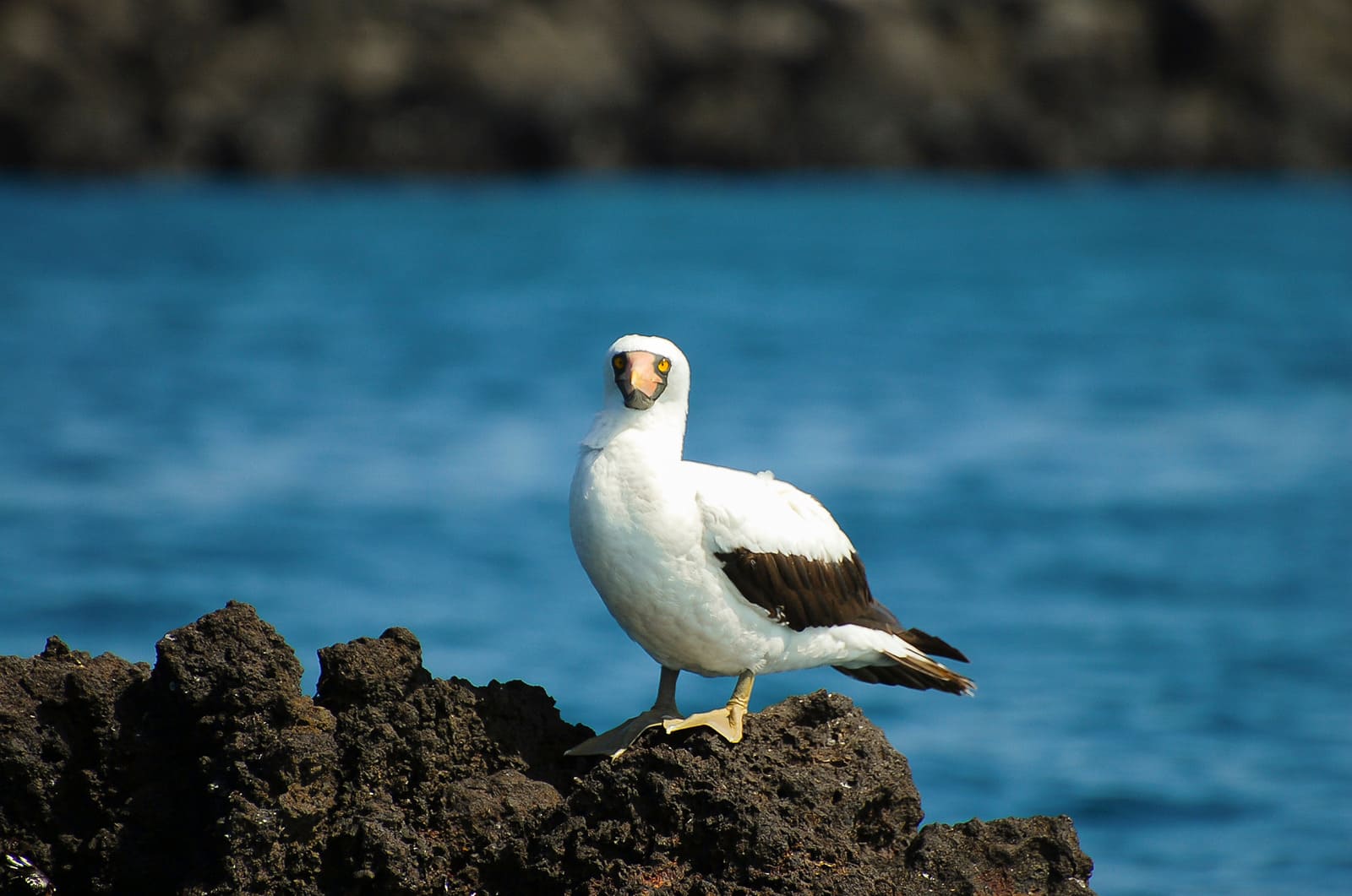 Nazca Booby, Galapagos Bird