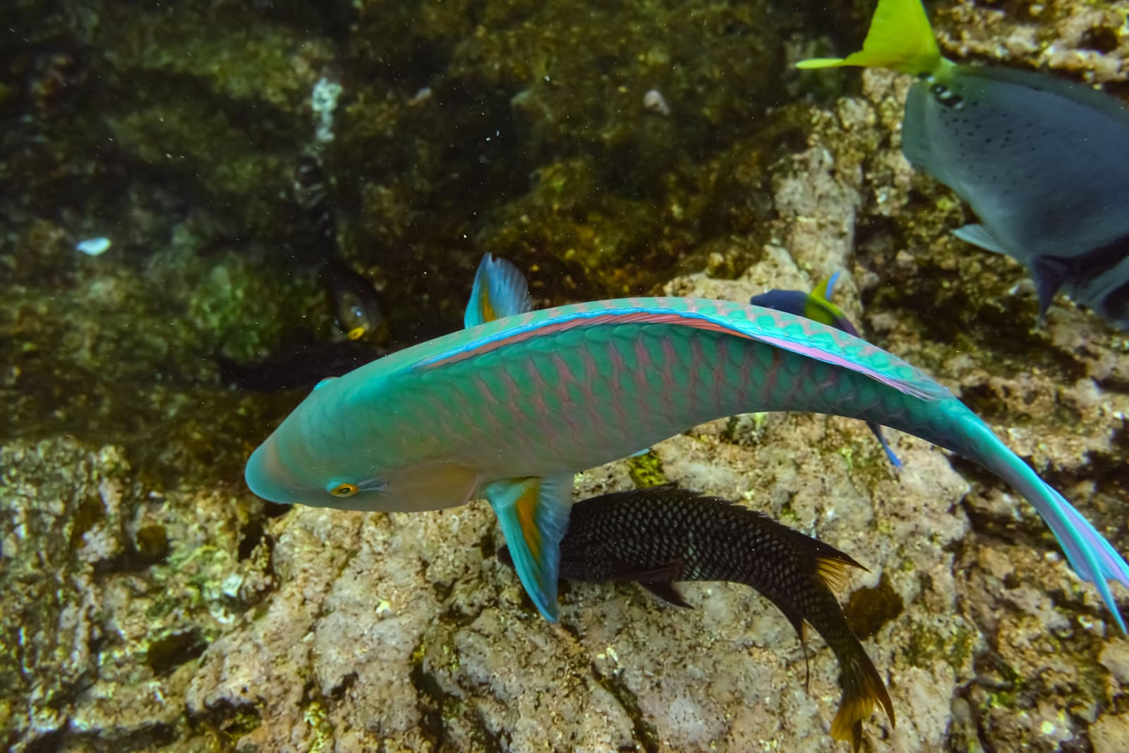 Parrot fish, santiago island, galapagos