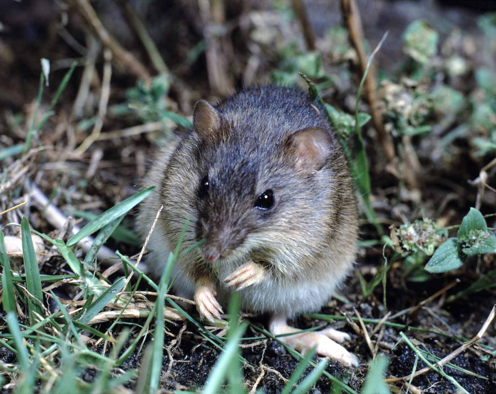 Rice Rat (Oryzomyini)